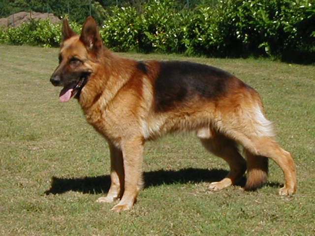 CH. Nixxon Von Der Hans Plaz